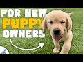 Puppy Training Techniques and Strategies
