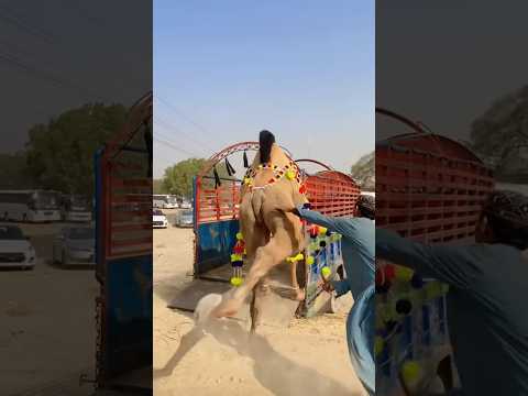 #qurbani2025#trending #cowmandi#cowfarm #cow#cowmandi#cowvideos#cowqurbani#viralshorts #fareedinfox