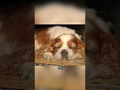 Tot… aber immer noch bei dir 😳