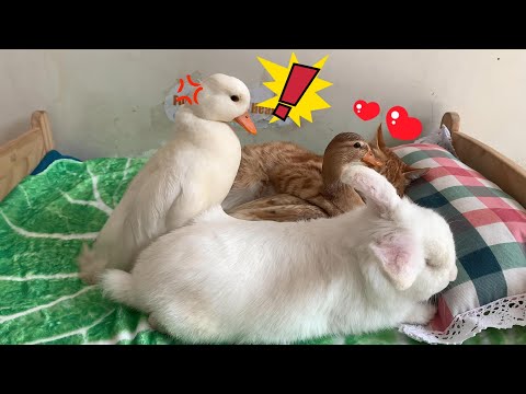 So funny! The male duck caught the female duck having an affair with the cat! Unexpected ending!