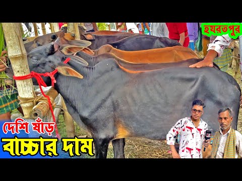 ৪০, ৫০, ৬০ হাজারে কেমন ষাঁড় বাচ্চা পাওয়া যাবে ২০২৬ কোরবানির জন্য পালার উপযোগ Cow hut...!