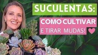 Como CULTIVAR AS SUCULENTAS e TIRAR MUDAS para MULTIPLICAR a sua COLEÇÃO