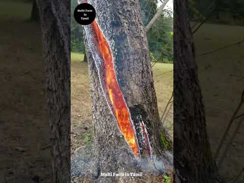 😱கடைசி வரை பாருங்க 🤯 3 Weired trees | MultiFactsinTamil  #shorts