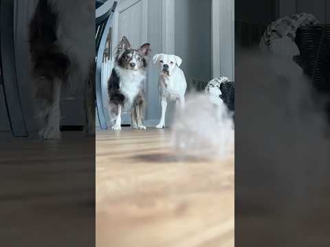 A good ol’ fashioned chip stand-off (full video on our channel) #funnydogs #minimovie #skits #funny