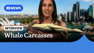 YouTube video thumbnail: Why are we Seeing More Washed-up Whale Carcasses in Australia?