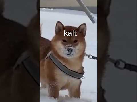 Die Dawgs checken #lustig #witzig #funny #tiere #animals #meme #lachen #happy #2homiedawgs