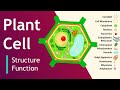 Exploring Plant Cell Structure and Function