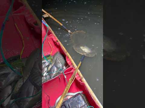 Viral short video #village boy#river #fish
