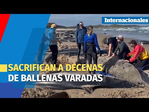 Termina la operación para sacrificar a decenas de ballenas varadas en playa de Australia