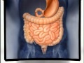 Gastroenterology Procedures and Anatomy