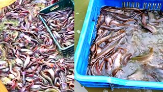 শিং মাছের ভিডিও। শিং মাছ ধরার কৌশল 