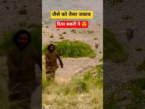 जैसे को तैसा जवाब 😍 #minivlog #vlog #shorts #tranding #shortvideo #viral #youtubeshorts #fypage