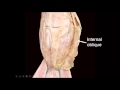 Human and Cat Muscle Anatomy