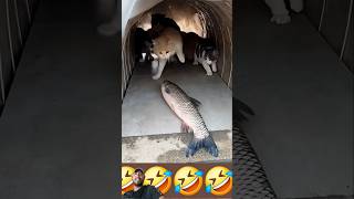 koshki i ryby khoroshiy cats ulov#prikol'nyyekoty#funny#veselyyekoty#vidosyotkota#trend#cat #pets#
