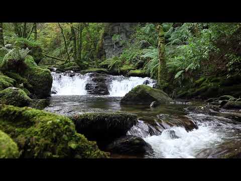 1 Hour of a Relaxing Forest Waterfall W/O Birdsong - Calm Nature Sounds for Sleeping & Meditation