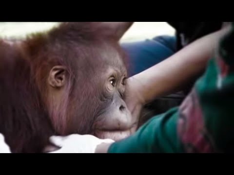 Protecting Marley Orangutan Diary BBC