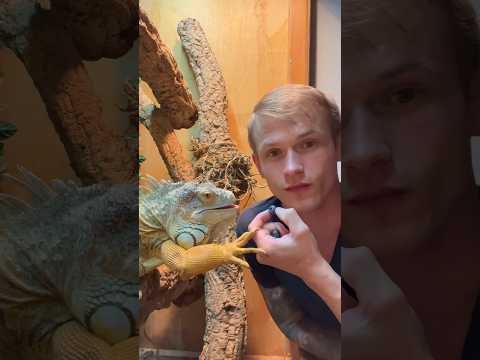 He did not let me taka a bite ? #foryou #reptile #explore #youtubeshorts #animals #pets  #shorts