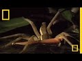 Fishing Spider Behavior and Diet