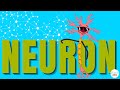 Understanding Neuron Function and Nerve Impulses