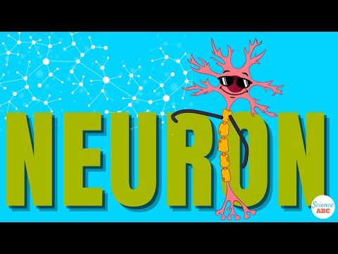 How Do Neurons Work?