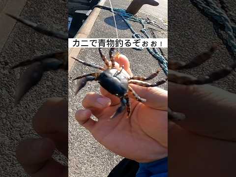 カニで青物釣るぞぉぉ！