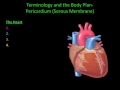 Serous Membranes and Body Cavities