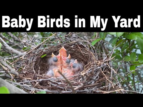Baby Birds Found in My Yard