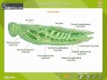 Insect Respiratory System Concepts