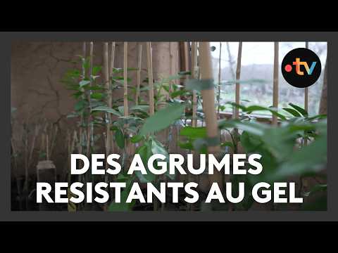 Des agrumes résistants au gel