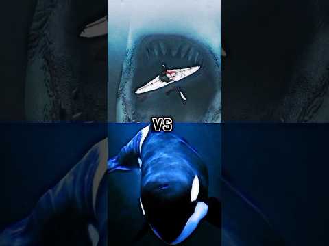 Megalodon VS ORCA , HUMPBACK WHALE