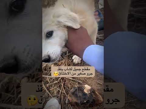 مقطع جميل لشاب ينقذ جرو صغير من الاختناق🤔#اكسبلور