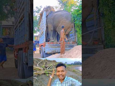 হাতিটি নামানোর সময় কি হলো দেখুন 😱