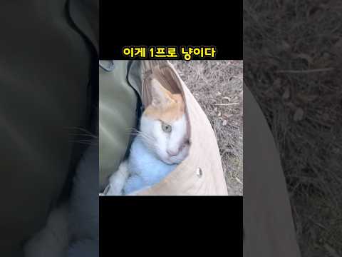 미안해 1프로인줄 몰랐어 #고양이