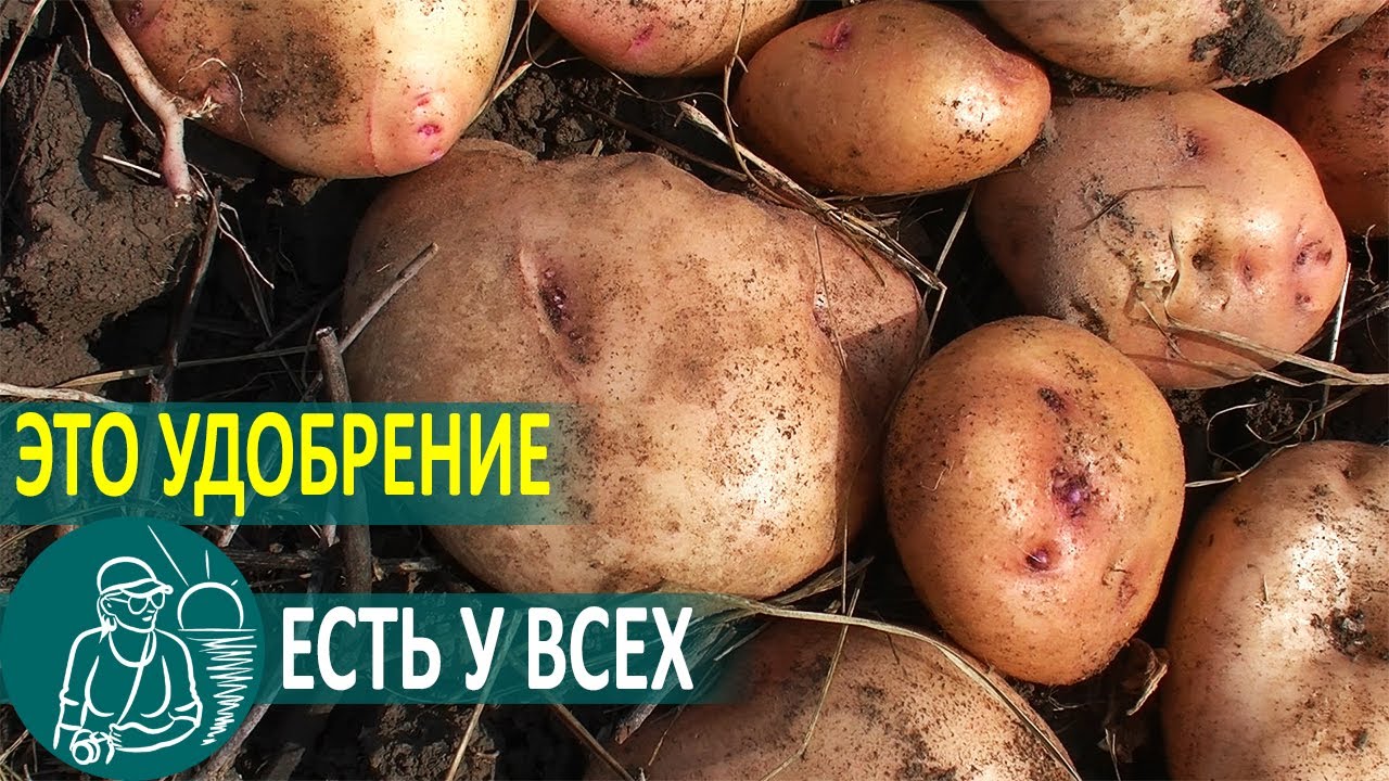 Посадка картофеля с мусором под окучивание выращивание по технологии гордеевых