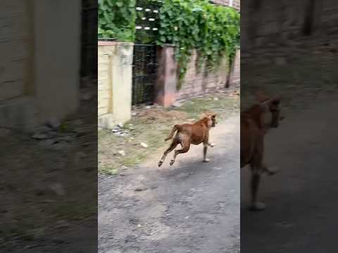Dog saves monitor lizard from other dogs #nature #dogfight
