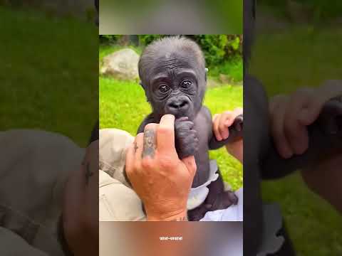 Why are Gorillas afraid of Water ? #shorts #shortvideo #facts