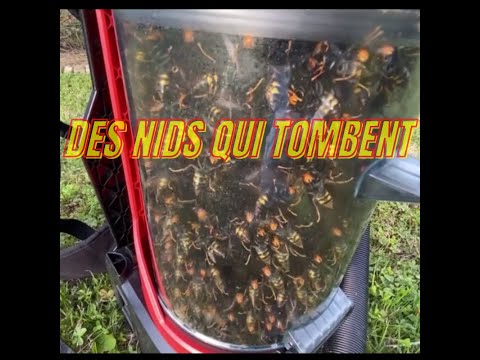 Frelons Asiatiques - Dame nature fait le ménage !