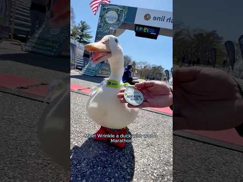 You need to meet this marathon champion duck.#animals #duck #cute #shorts