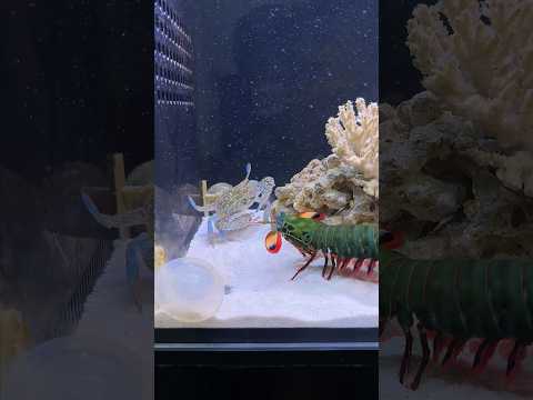 Mantis Shrimp Nature's Weapon๐ซ