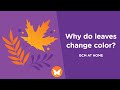Leaf Anatomy and Photosynthesis Concepts