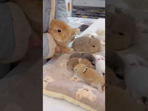 Funny pets #pets #foryou #cute #funny