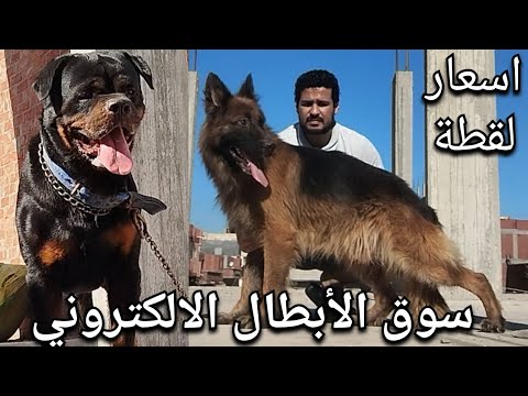 سوق الكلاب والجراوي الالكتروني . تحف السوق. فرص بأسعار لقطة