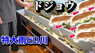 室内に作った川にドジョウを泳がせると…〈水中映像〉【特大雨どい水槽８】