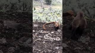 Playing with things when you shouldn’t be. When in Yellowstone leave the erosion rolls alone!