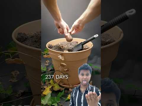 ￼ how to growing sweet potato tree from sweet potato branch #sweetpotato #garlicpotatoes