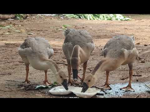 Goose 🪿 eating some rice🦆 #bird #pet #animal