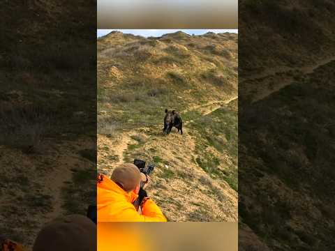 Охота на кабана | Меткий выстрел #охота #загоннаяохота #охотанакабана #wildlife #wildboar