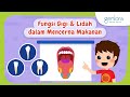 Human Digestive System and Teeth