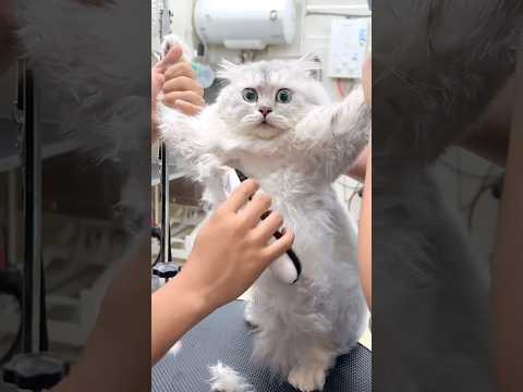 Cats new hairdo 🤣