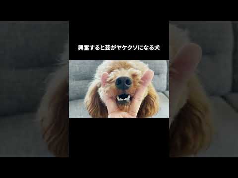 興奮すると芸がヤケクソになる犬 ♯shorts